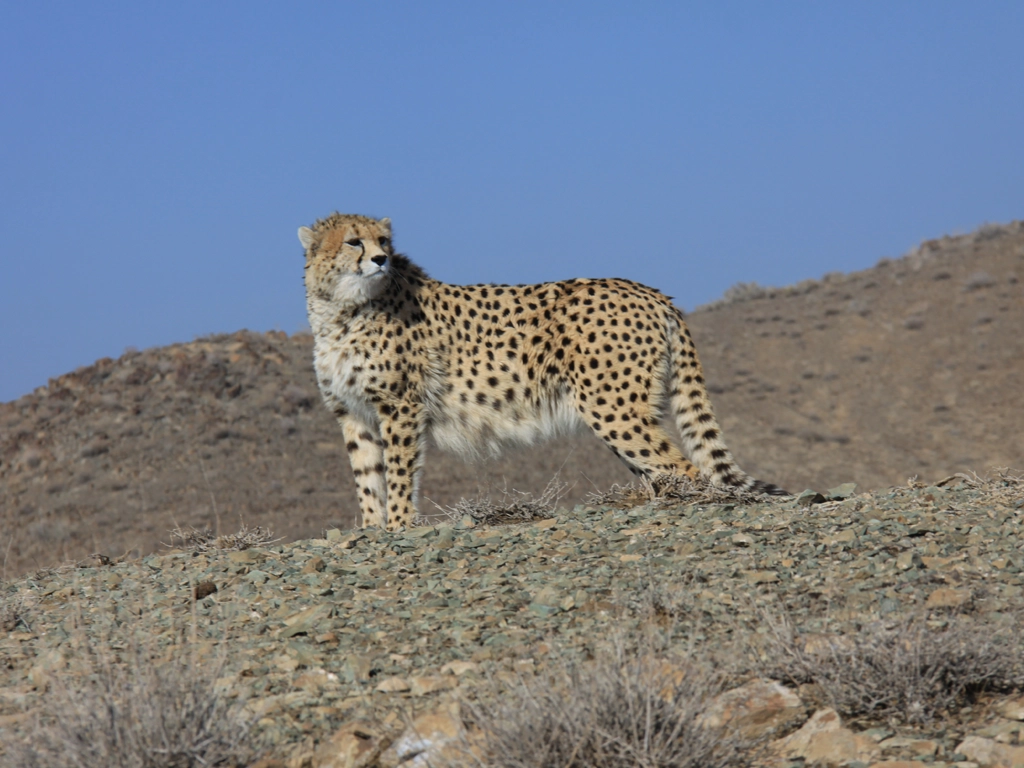 protecting cheetah world wildlife day 1403