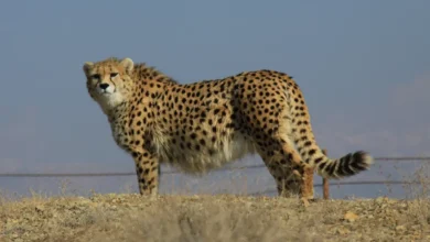 protecting cheetah day 1404