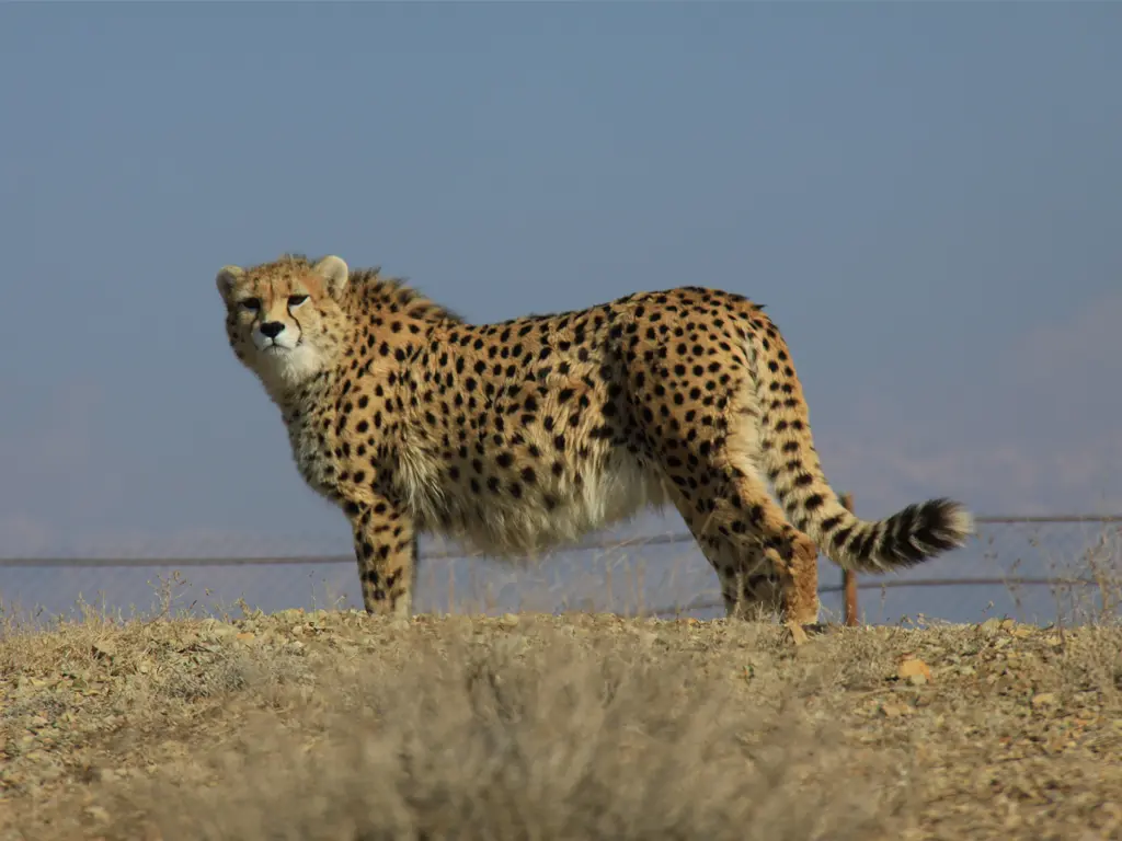 protecting cheetah day 1404